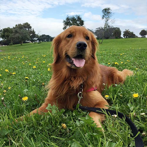 Dog Boarding